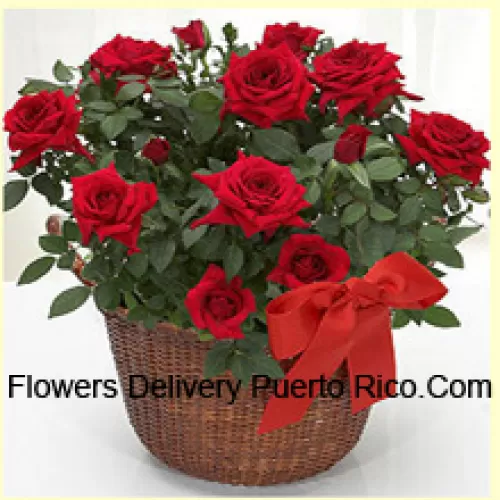 Un bel arrangement de 19 roses rouges avec des remplissages saisonniers