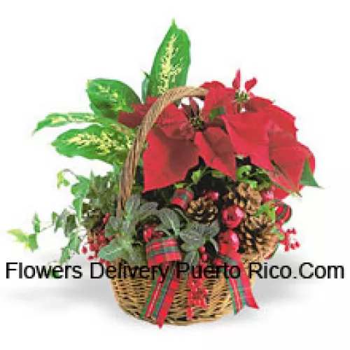 This long-lasting holiday planter features an assortment of hearty indoor green plants combined with a festive mini poinsettia and trimmed with pine cones and accents. (Please Note That We Reserve The Right To Substitute Any Product With A Suitable Product Of Equal Value In Case Of Non-Availability Of A Certain Product)